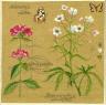 Thumbnail image for Un autre modèle de carte à fleurs : les fleurs blanches