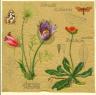 Thumbnail image for Modèle de carte avec des fleurs violettes